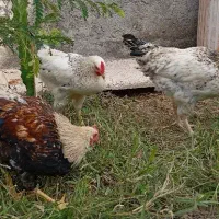 خروس شهری|حیوانات مزرعه|درگهان, |دیوار