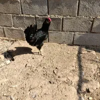 خروس مشکی پر روغنی