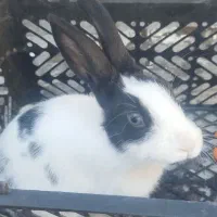 خرگوش|موش و خرگوش|ورامین, ورامین|دیوار