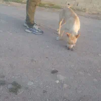 سگ پیتبول ماده