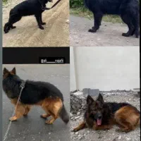 ژرمن|سگ|نشتارود, |دیوار