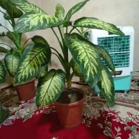 گل دیفن باخیا