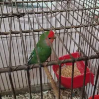 طوطی برزیلی