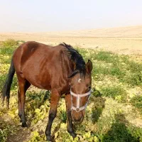 اسب|اسب و تجهیزات اسب‌سواری|قوچان, |دیوار