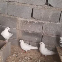 کبوتر کفتر پرشی