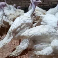 جوجه بوقلمون بیوتی|حیوانات مزرعه|یزد, |دیوار