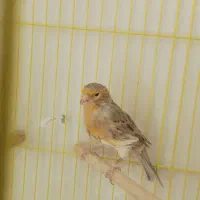 ماده قناری|پرنده|خمینی‌شهر, |دیوار