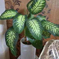 گل طبیعی|گل و گیاه طبیعی|کرمانشاه, |دیوار