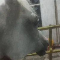 مادیون وارداتی تولید خارجی