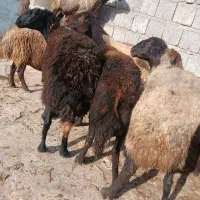 گوسفندبابره جوان وشیره دار