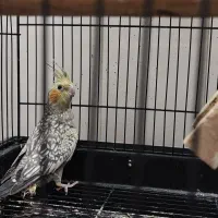 جوجه مرغ عروس|پرنده|آران و بیدگل, |دیوار