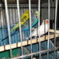 مرغ عشق همراه فنچ|پرنده|قزوین, |دیوار