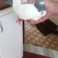 کبوتر دم افغانی|پرنده|کرمانشاه, |دیوار