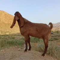 نربز|حیوانات مزرعه|بجنورد, |دیوار