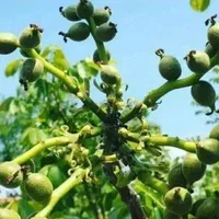 نهال بادام گردو اصلاح شده پیوندیی دیرگل خوشه ای|خدمات باغبانی و درختکاری|قزوین, |دیوار