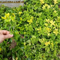 نهال شمشاد طلائی