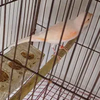 قناری ماده بالغ آماده جفت گیری