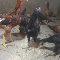 جوجه لاری و محلی بزرگ و کوچیک|حیوانات مزرعه|بناب, |دیوار