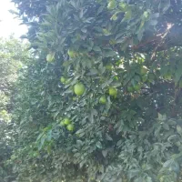 فروش پرتقال و خرمالو|عمده‌فروشی|گلوگاه, |دیوار