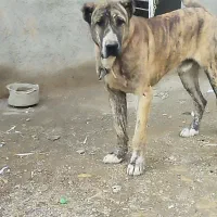 سگ د|سگ|کبودرآهنگ, |دیوار