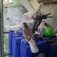 کبوتران قشنگ