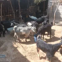 کهره نر