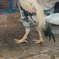 جوجه12ماهه زیبا