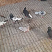 کبوتر