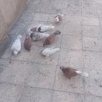 کبوتر
