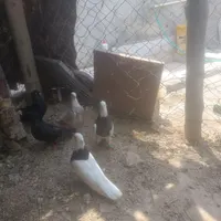 سه عدد کبوتر طوقی