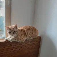 واگذاری گربه dsh