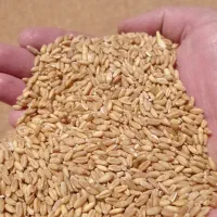 فروش گندم دیم