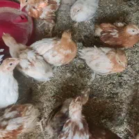 جوجه لوهمن اصیل ۱ روزه