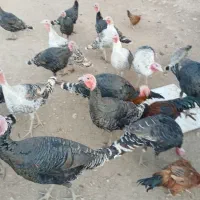 بوقلمون نر وماده جفتی ۳ ملیون سیصد