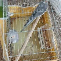 عروسک عروس هلندی(دوتاش۱نیم)|اسباب‌بازی بچه|بم, |دیوار