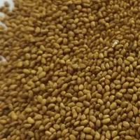 فروش انواع بذر یونجه سردسیر و گرمسیر و معتدل|عمده‌فروشی|ایلخچی, |دیوار