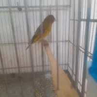 سهره قناری سرخ لربخون ایوب رحمتی