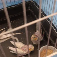جوجه عروس هلندی