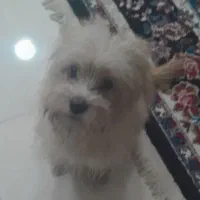 سگ شیتزو|سگ|تربت‌حیدریه, قائم|دیوار