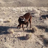 تکه پاکستانی