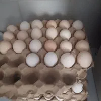 مرغ و خروس وتخم مرغ نطفه دار