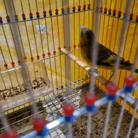 فروش سهره قناری|پرنده|اصفهان, قائمیه|دیوار