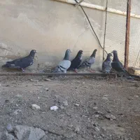 پلاکی دونه ای۳۰۰