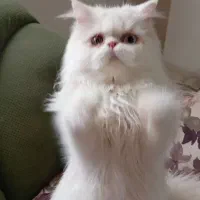 پرشین چشم تابه تا