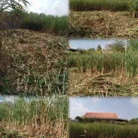 علفزنی چمن زنی و تمشک زنی|خدمات باغبانی و درختکاری|آستانه اشرفیه, |دیوار