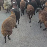 فروش بره ماده نژاد شال همگی دو قلو زا|حیوانات مزرعه|آباده, |دیوار