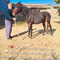 اسب اصیل نریون