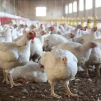 دو هکتار زمین با مجوز مرغداری گوشتی