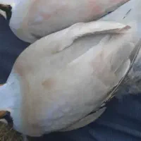 بلدرچین زینتی