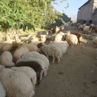 ۹۰عدد بره|حیوانات مزرعه|اهواز, بهارستان|دیوار